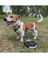 Frisbee dla psa RINGO